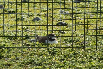 Little-ringed Plovers hatch